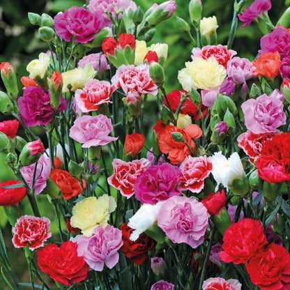 Premium Elegant Carnation Flower Seeds 🌸 (Get Pot Mixture Free)