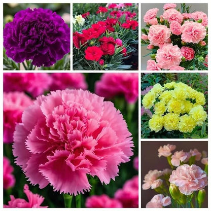 Premium Elegant Carnation Flower Seeds 🌸 (Get Pot Mixture Free)