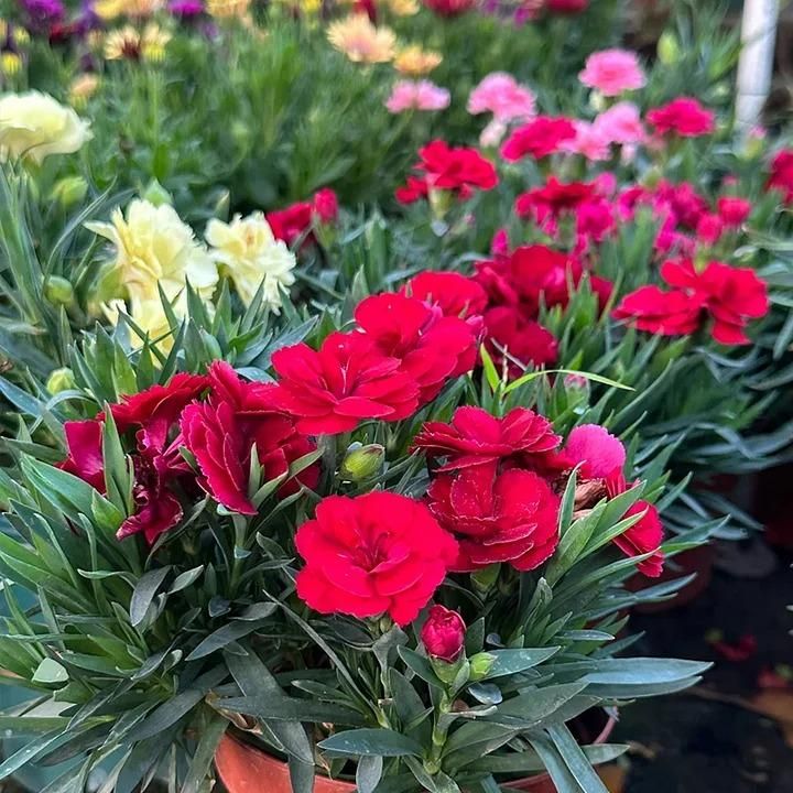 Premium Elegant Carnation Flower Seeds 🌸 (Get Pot Mixture Free)