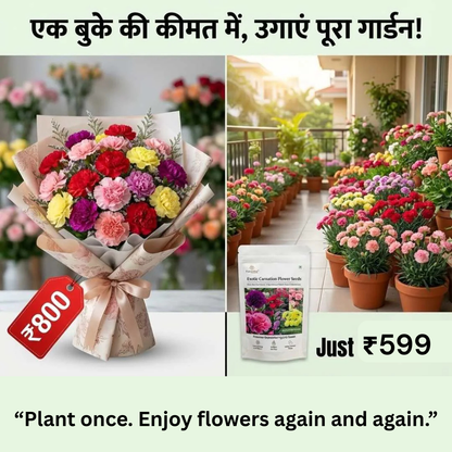 Premium Elegant Carnation Flower Seeds 🌸 (Get Pot Mixture Free)