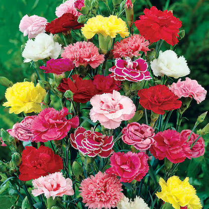 Premium Elegant Carnation Flower Seeds 🌸 (Get Pot Mixture Free)