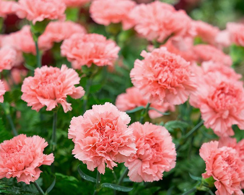 Premium Elegant Carnation Flower Seeds 🌸 (Get Pot Mixture Free)